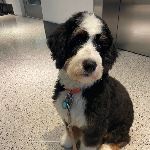 Meet your Posher, Aurora - Picture 3 of 3